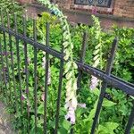 Digitalis thapsi 形态