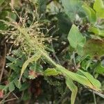 Eragrostis unioloides Blatt