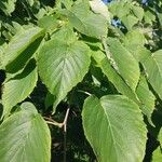 Davidia involucrata Ліст