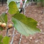 Crataegus viridis Folio