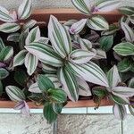 Tradescantia cerinthoides Feuille