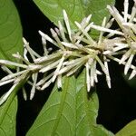 Cestrum schlechtendalii 果實