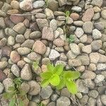 Desmodium scorpiurus Folha
