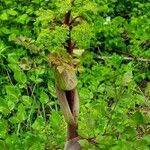 Angelica atropurpurea Fiore