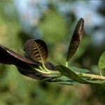 Anacardium occidentale Liść