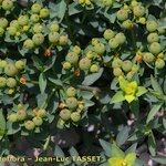 Euphorbia duvalii Fruit