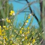 Genista cinerea Flower