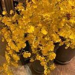 Oncidium altissimum Λουλούδι