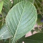 Eranthemum pulchellum Лист