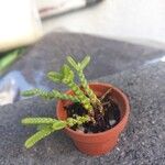 Crassula muscosa Yaprak