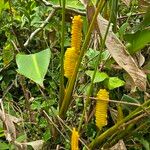 Calathea crotalifera Flor