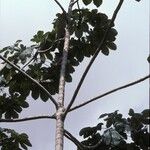 Cecropia obtusa Rusca