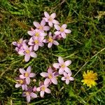 Centaurium littorale 花