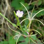 Epilobium lanceolatum Fruit