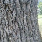 Quercus pubescens Bark