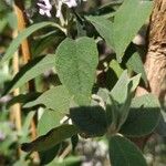 Buddleja officinalis Folha