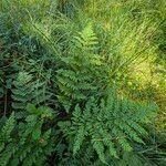 Dryopteris dilatata Облик