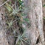 Tillandsia fasciculata Fulla