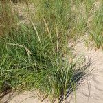 Calamagrostis breviligulata Habit