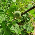 Hibiscus lunariifolius Fruto