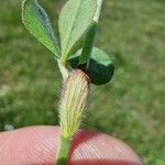 Trifolium incarnatum Yaprak