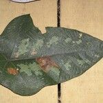 Cecropia obtusa Fuelha