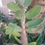 Opuntia littoralis List