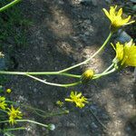Crepis lampsanoides Blüte