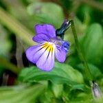 Viola tricolor Habit