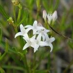 Stenaria nigricans Flower