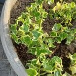 Senecio macroglossus Hoja