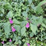 Impatiens textorii Blüte