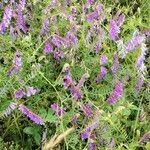 Vicia tenuifolia Flower