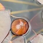 Nymphaea candida Flower