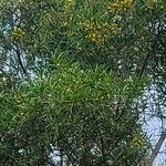 Acacia confusa Květ