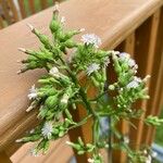 Lactuca biennis Fleur