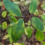 Lonicera caerulea Foglia