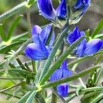 Lupinus angustifolius Fula