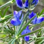 Lupinus angustifolius Flor