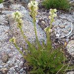 Pedicularis contorta Hábito