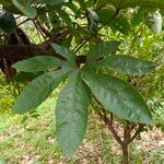 Heteromorpha arborescens Folha