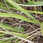 Brachypodium pinnatum Yaprak