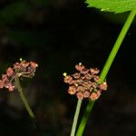 Thaspium trifoliatum Blüte