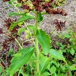 Astilbe simplicifolia Blad