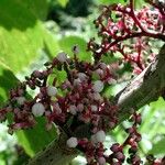 Urera baccifera Fruto