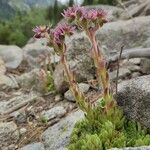 Sempervivum montanum Ďalší