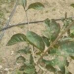 Combretum micranthum Blatt