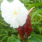 Cheilocostus speciosus Blatt