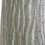 Acer davidii Écorce