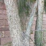 Casuarina cunninghamiana Bark